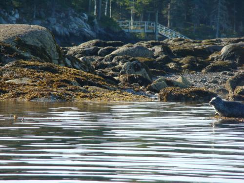 Seal on ledge