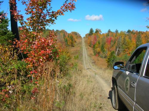 Spectacular foliage