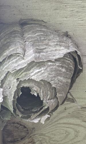 Hornet Nest