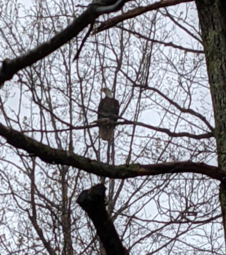 Bald Eagle in the backyard this morning