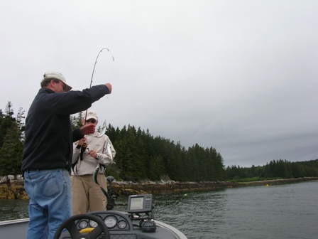 Mackeral are abundant this summer