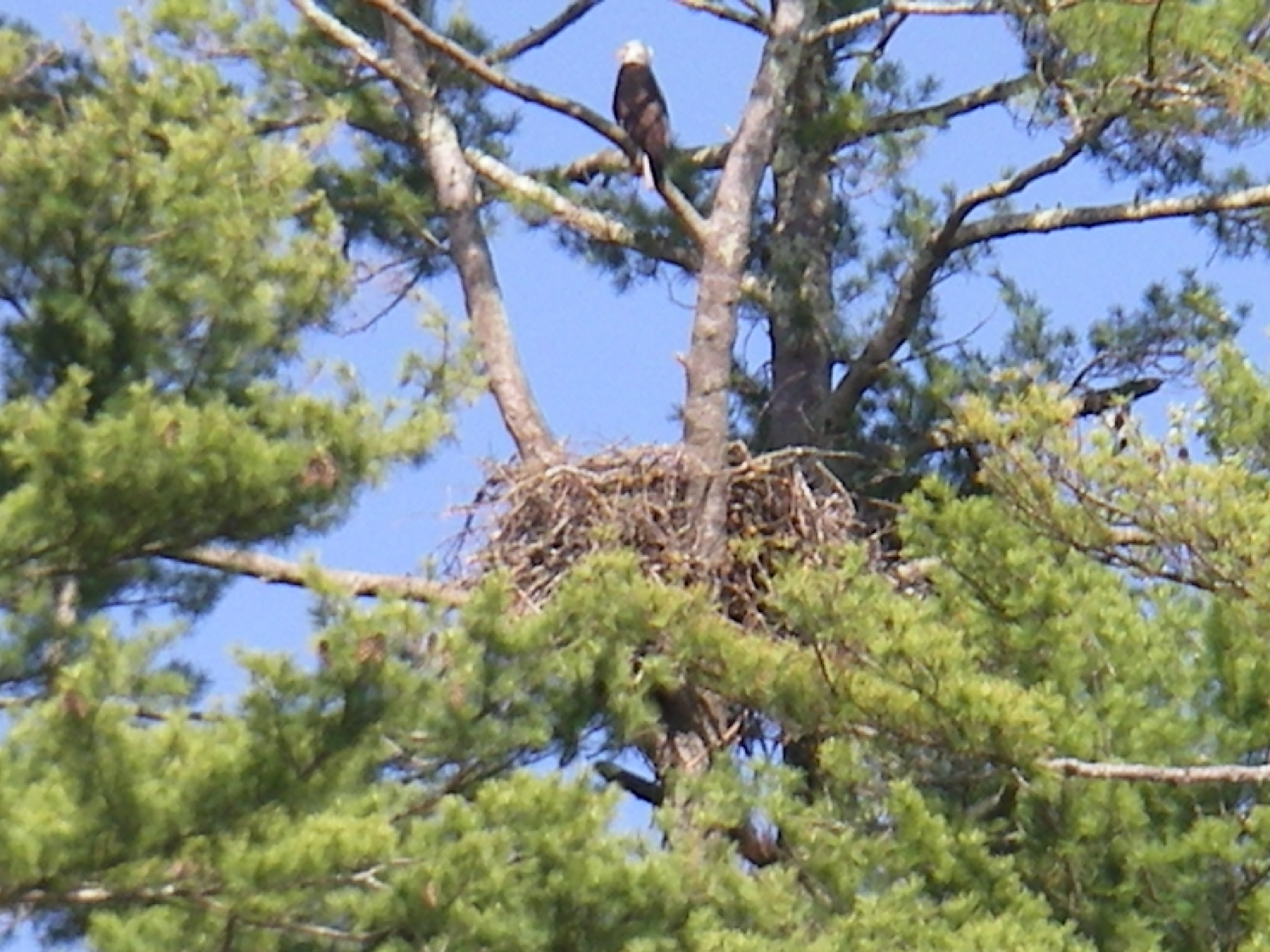 Eagle Photo by George Harris