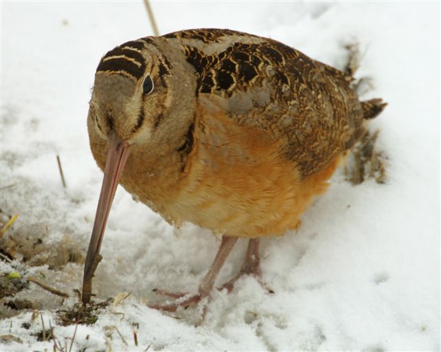 Spring woodcock