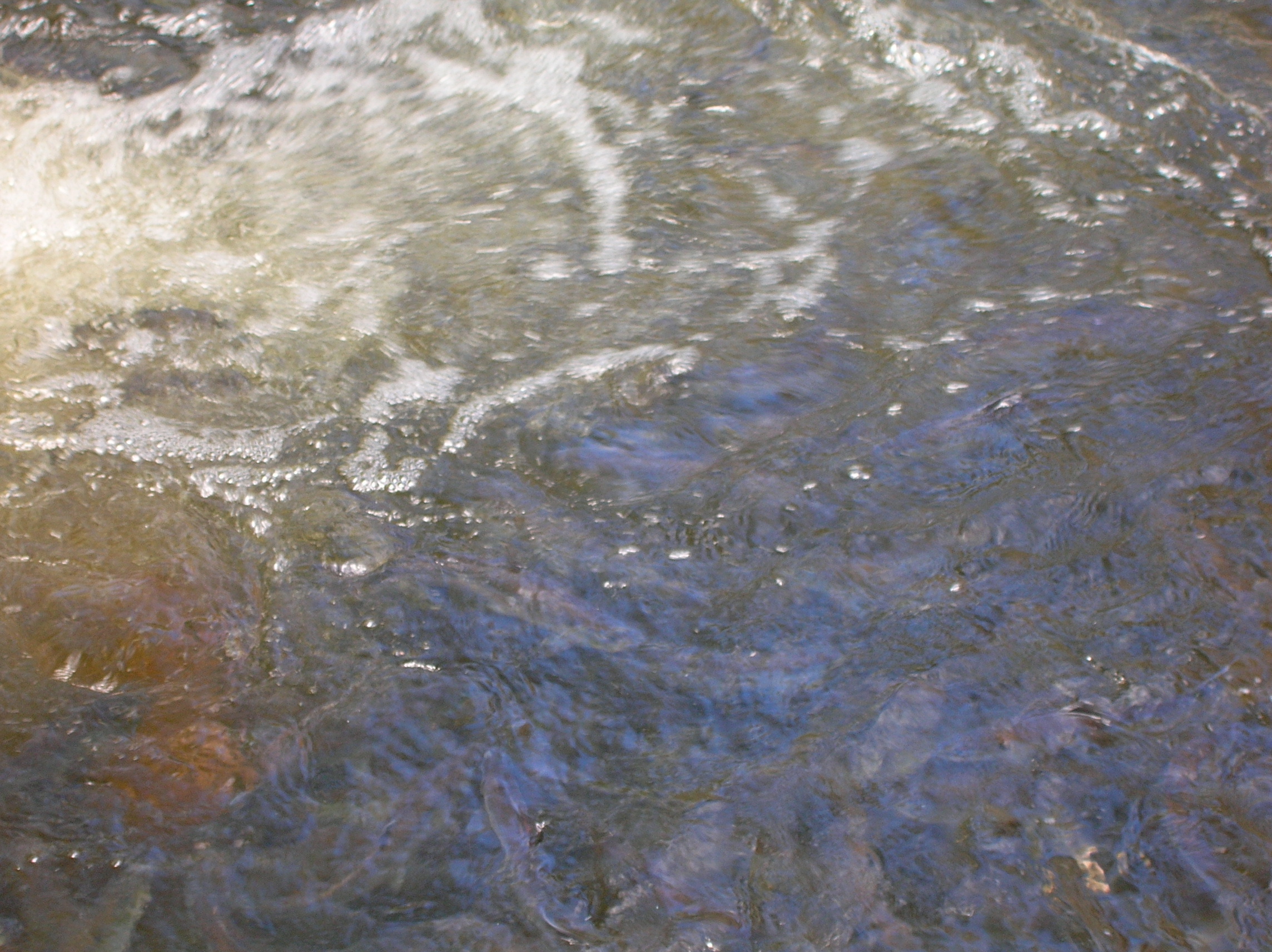 Alewives in a pool at the Damariscotta Mills fish ladder